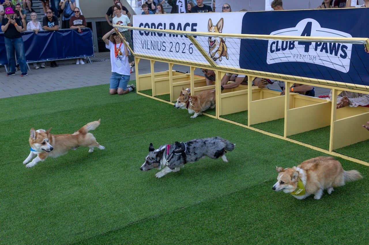 default-778 Corgis racing out of a wooden gate.