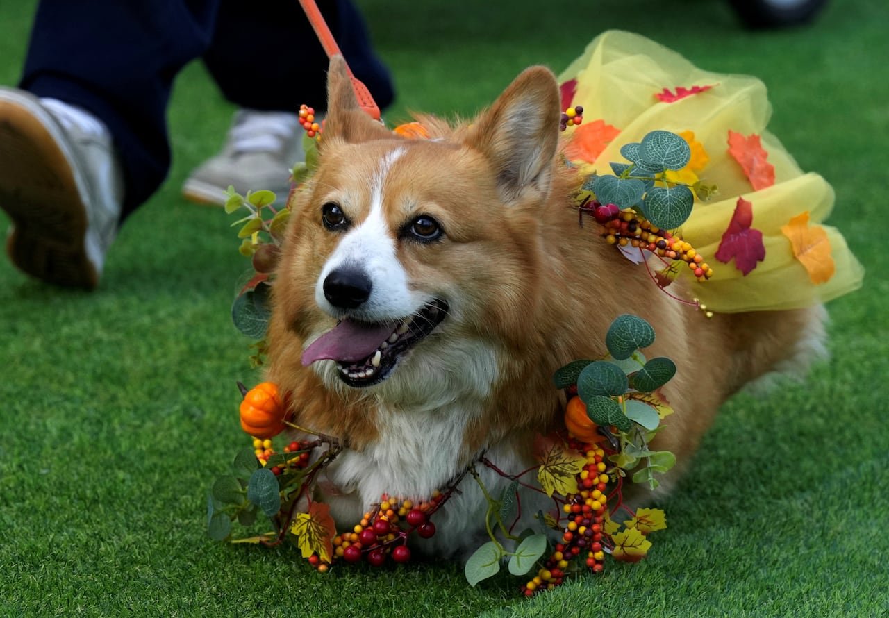default-779 A corgi in a colorful costume.