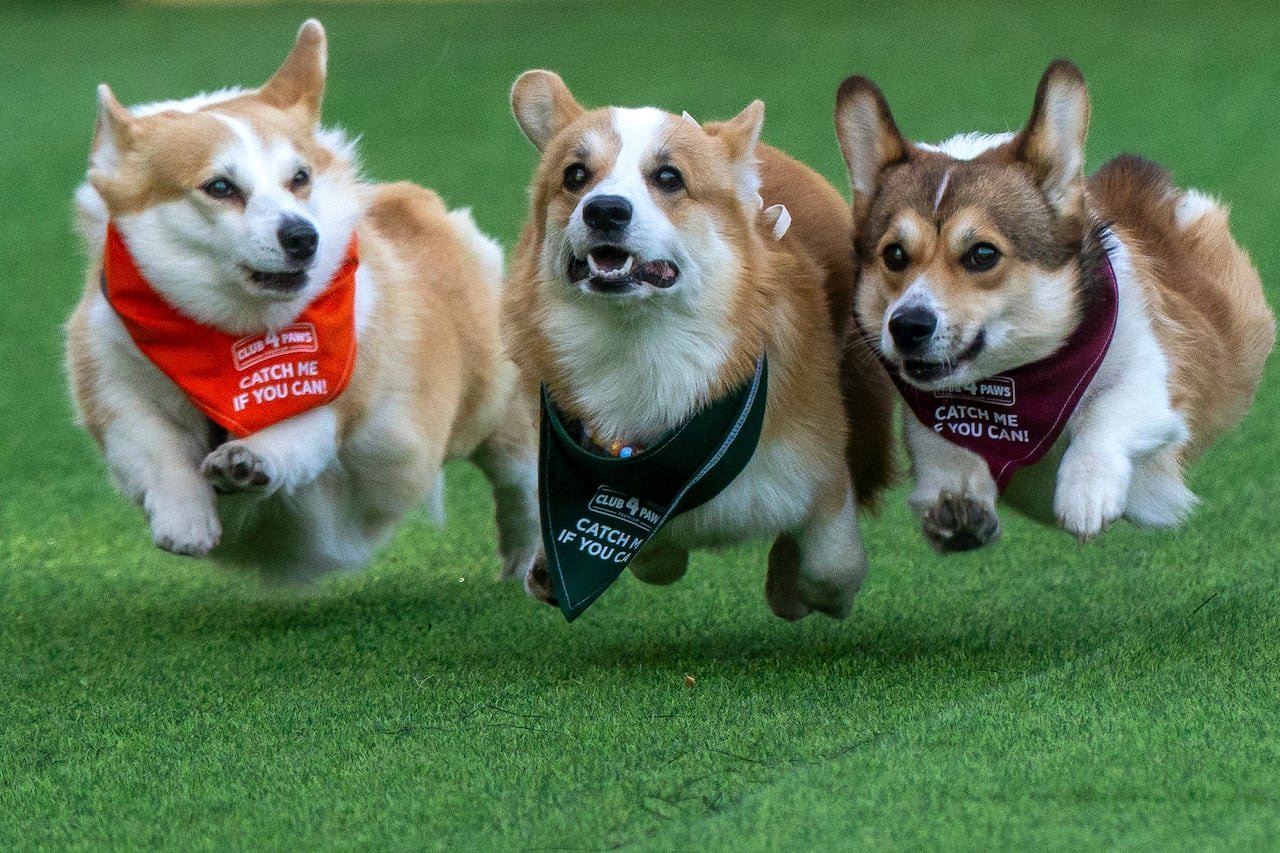 default-780 Three corgis with bibs reading, 'Catch me if you can,' participating in a race.